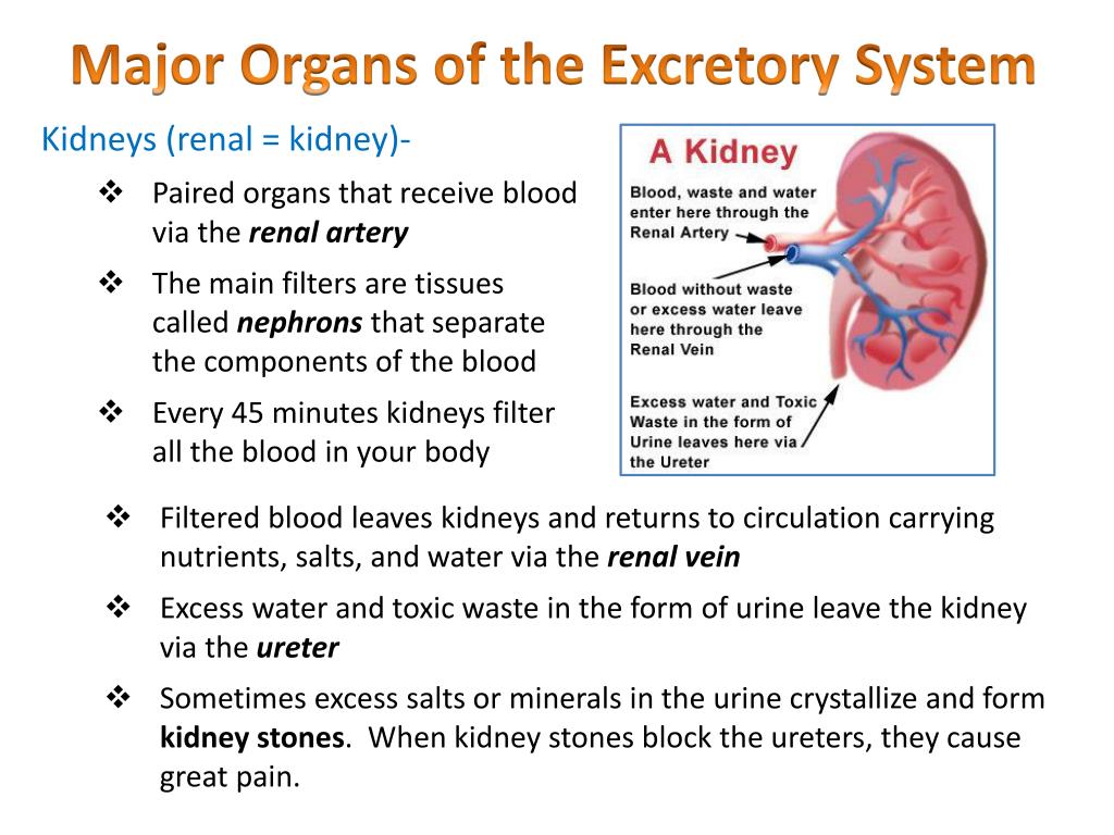 Excretory Organs