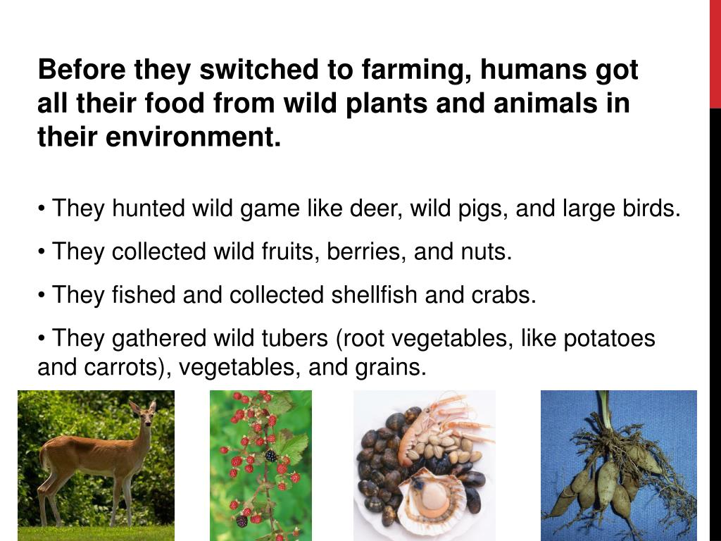 PPT Domestication of plants and animals PowerPoint Presentation, free