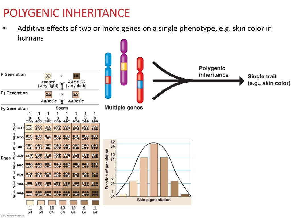 PPT DAY 6 Sources of variation PowerPoint Presentation, free