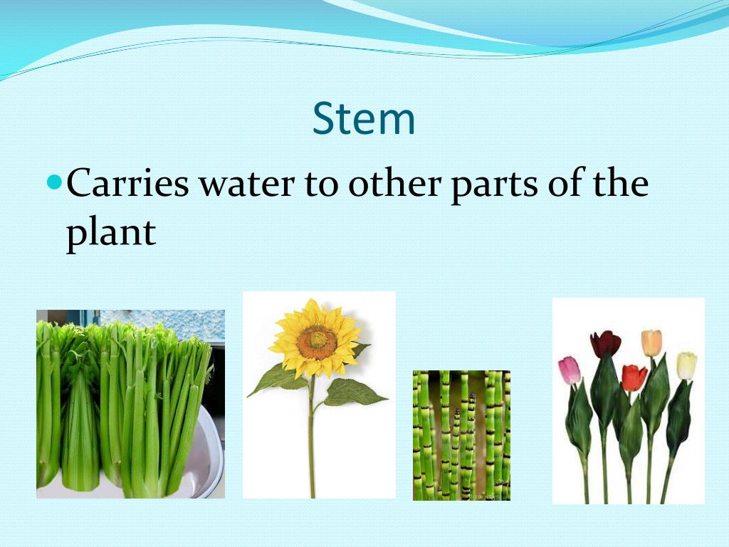 PPT Plants and Animals Basic Needs and Characteristics PowerPoint