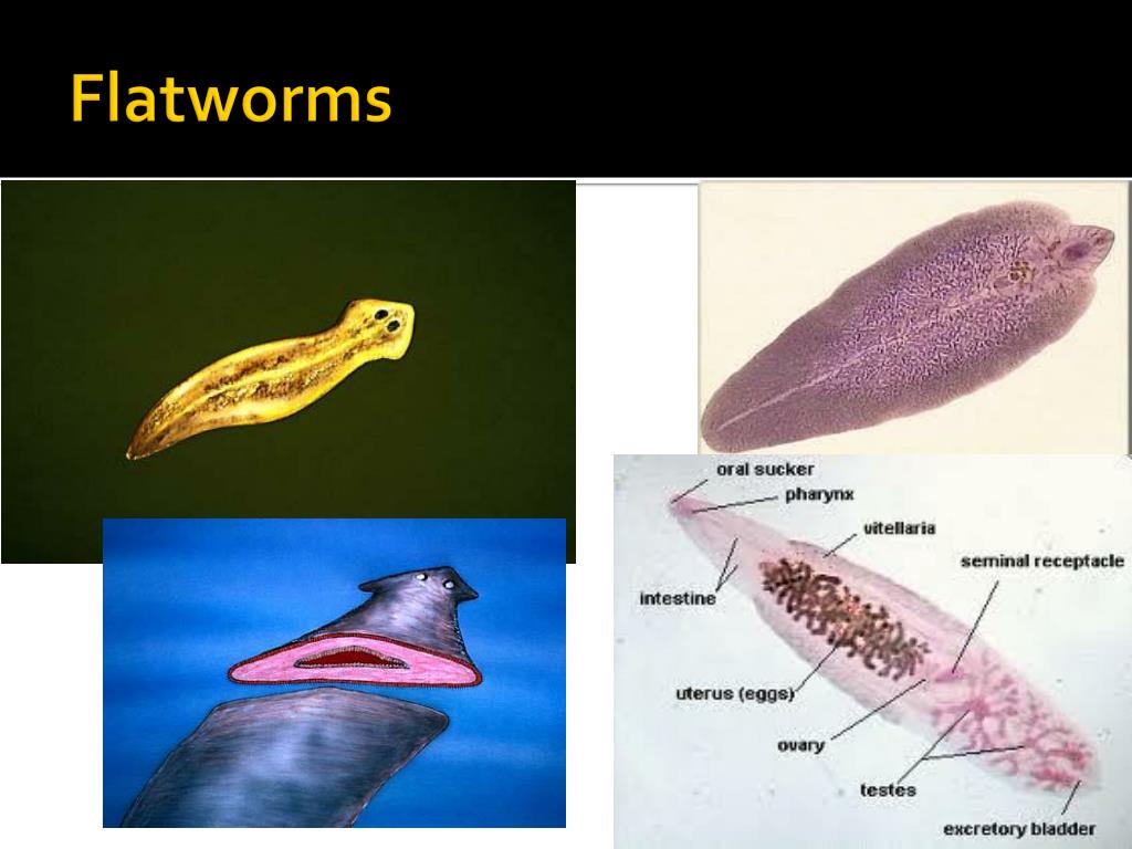 PPT Phylum Platyhelminthes Flatworms PowerPoint Presentation, free