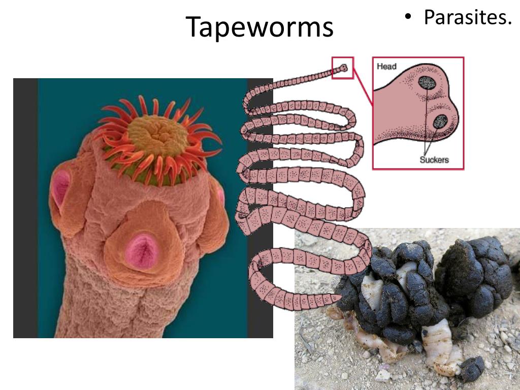 PPT Platyhelminthes The Flatworms PowerPoint Presentation, free