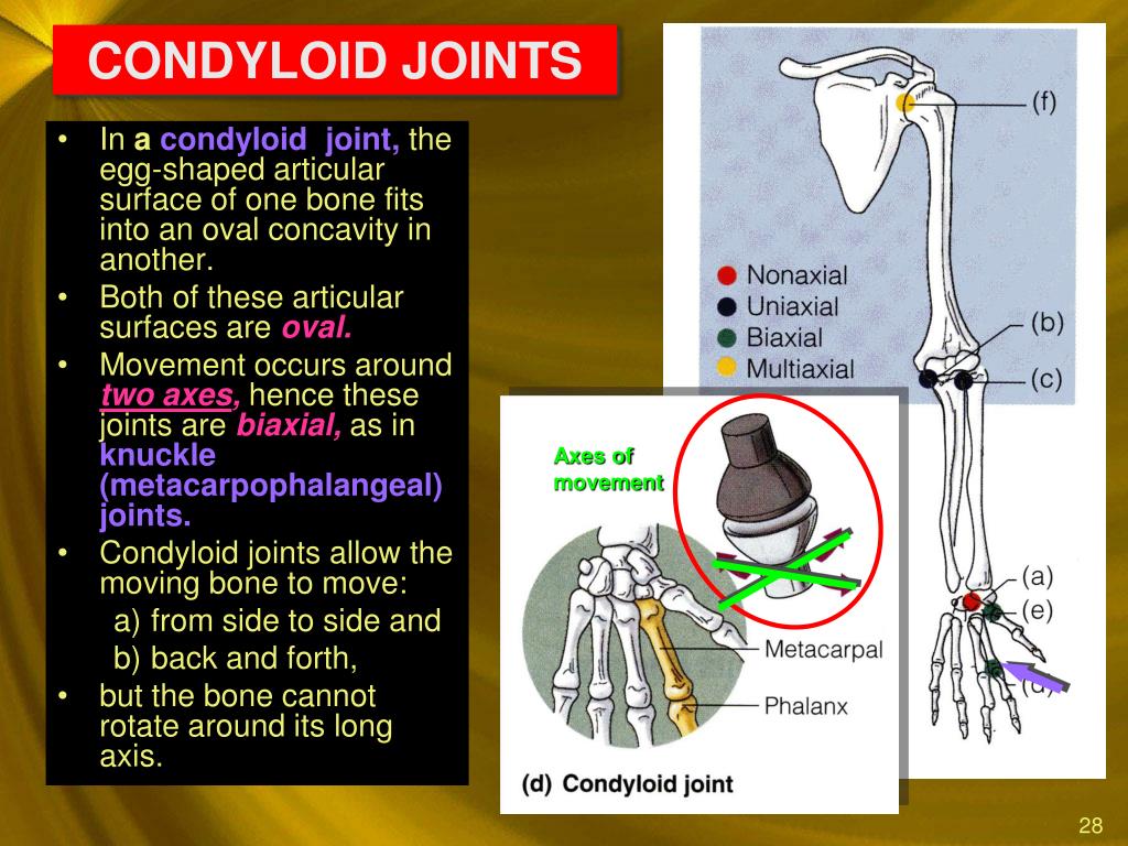 PPT JOINTS & MOVEMENTS PowerPoint Presentation, free download ID