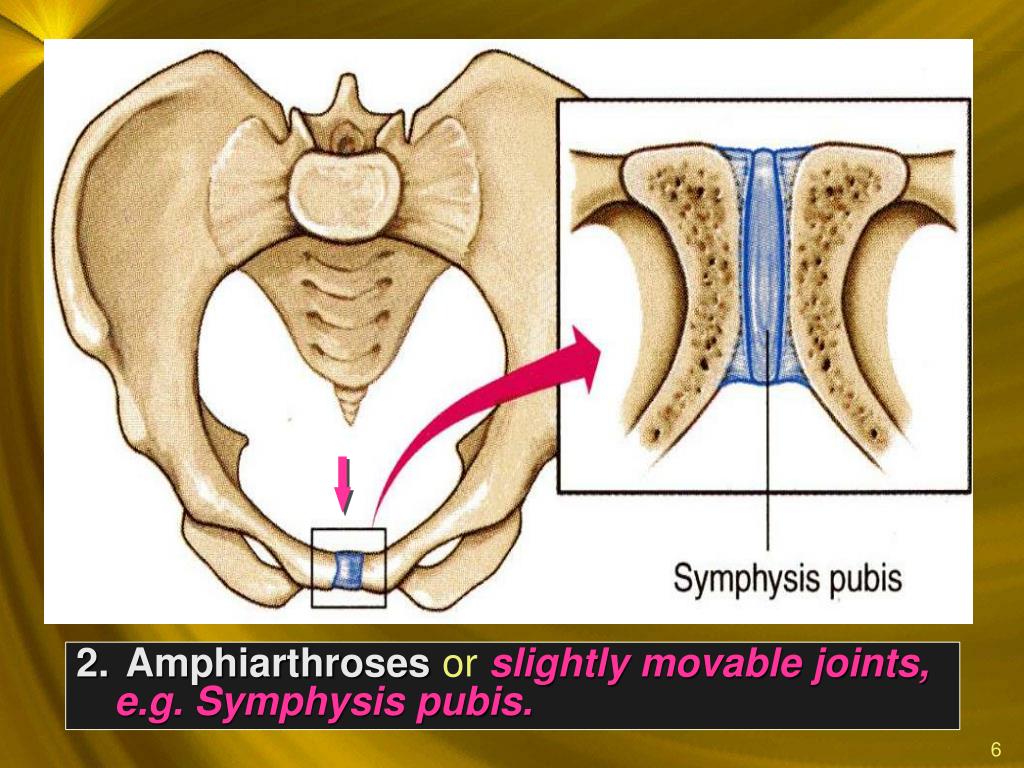 PPT JOINTS & MOVEMENTS PowerPoint Presentation, free download ID