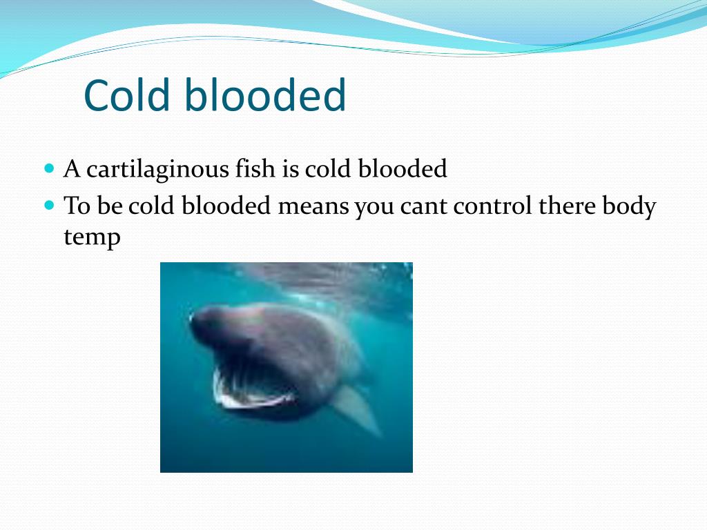 PPT Cartilaginous Fish PowerPoint Presentation, free download ID