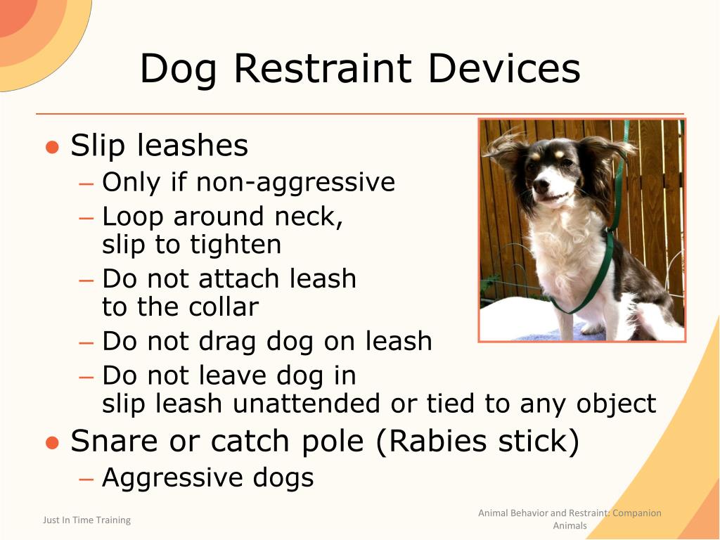 PPT Animal Behavior and Restraint PowerPoint Presentation, free download ID2437038