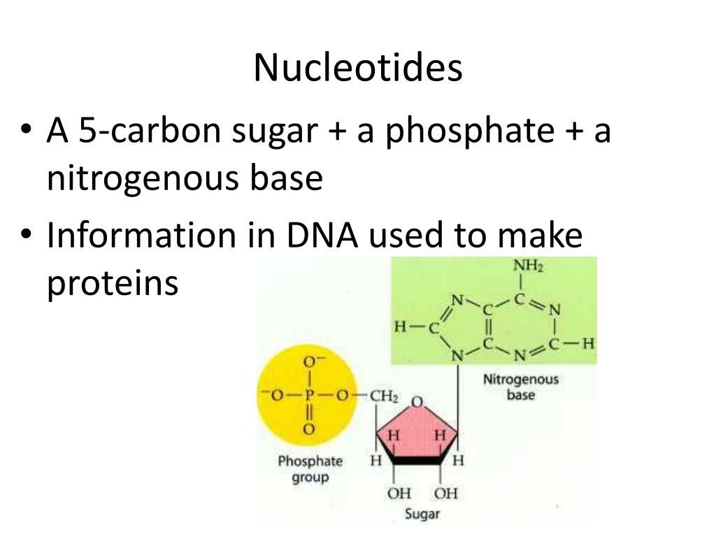 PPT Biochemistry Macromolecules PowerPoint Presentation, free