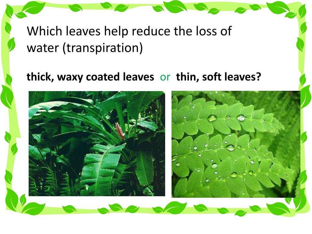 PPT Transpiration in Plants Comparing Leaves PowerPoint