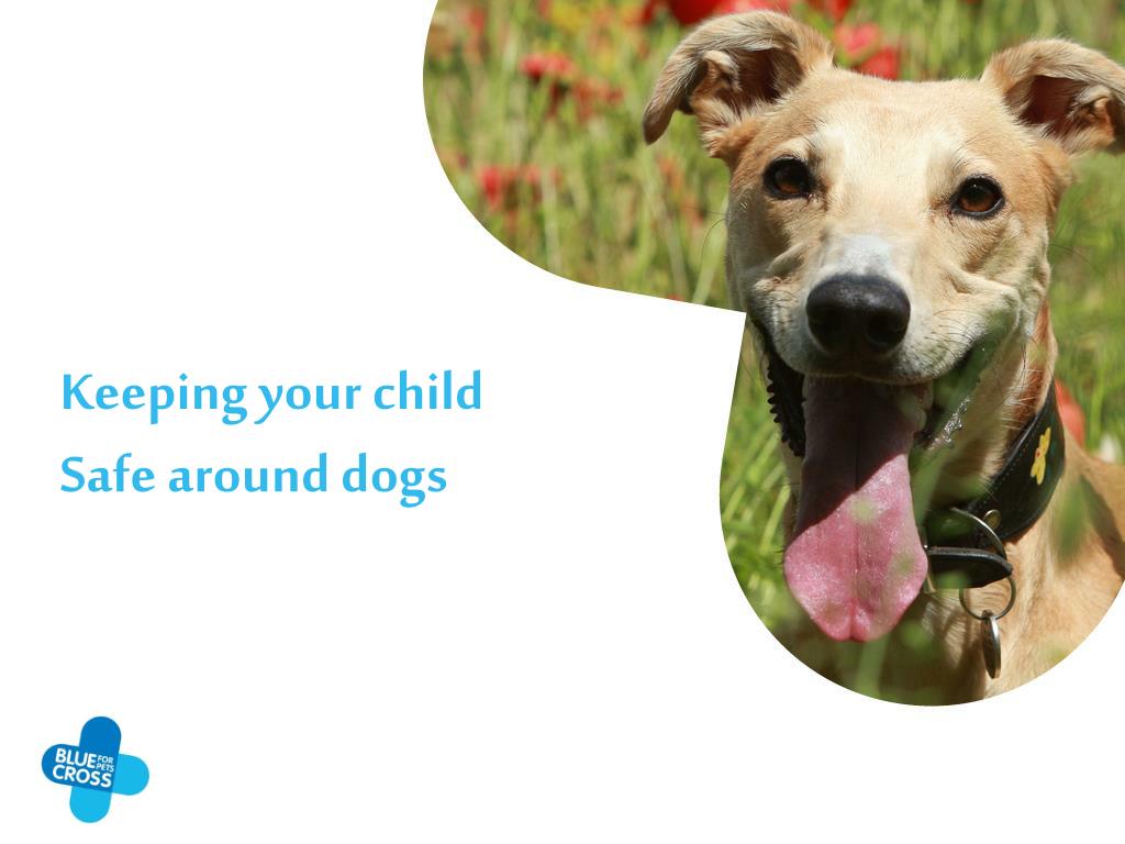 PPT Keeping your child Safe around dogs PowerPoint Presentation, free