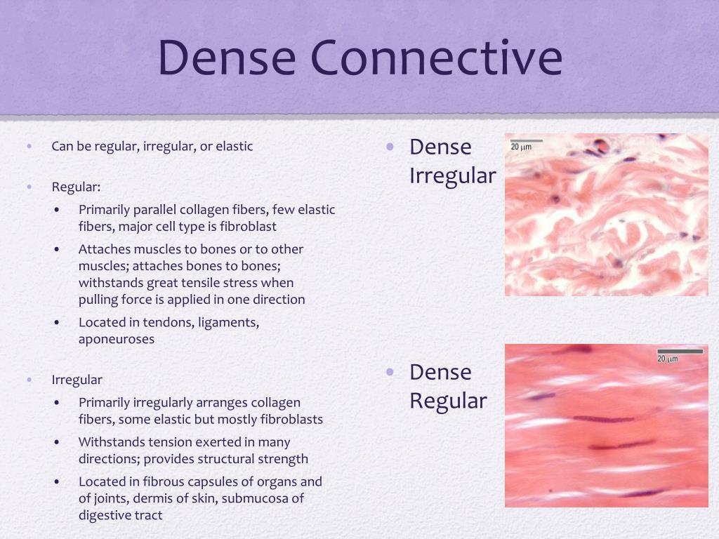 Dense Regular And Irregular Connective Tissue