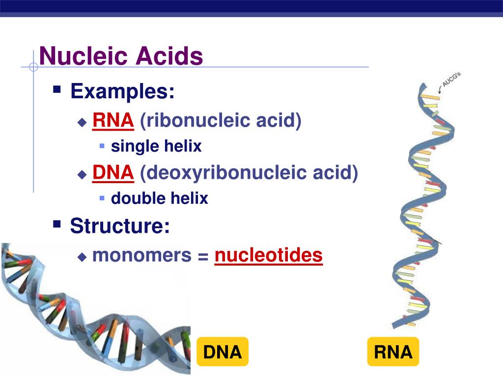 PPT Nucleic Acids PowerPoint Presentation, free download ID2447338