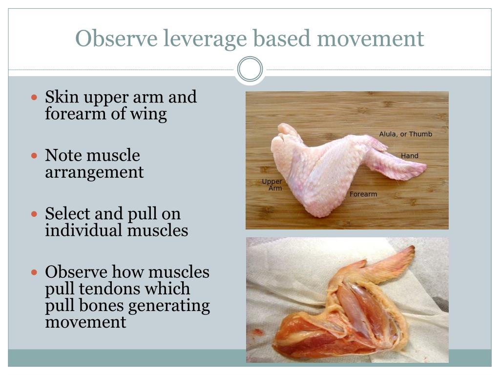 PPT Chicken Wing Dissection PowerPoint Presentation, free download ID2449352