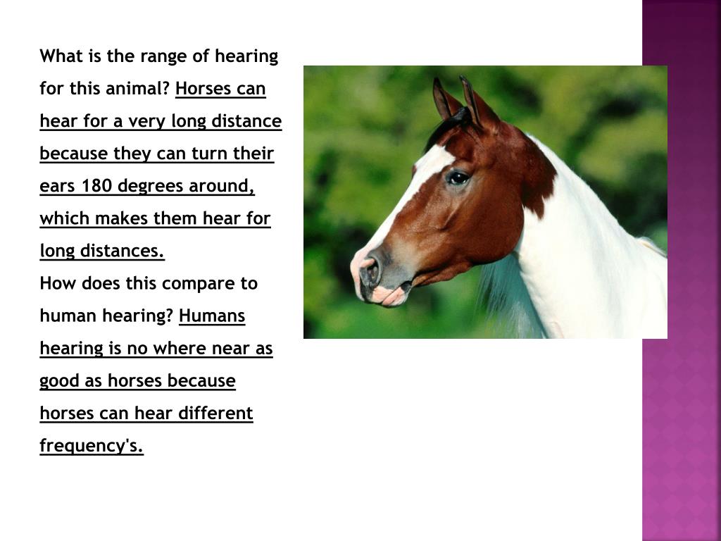 PPT Horse PowerPoint Presentation, free download ID2450378