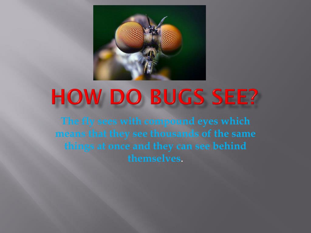 PPT Insect Trivia PowerPoint Presentation, free download ID2451054