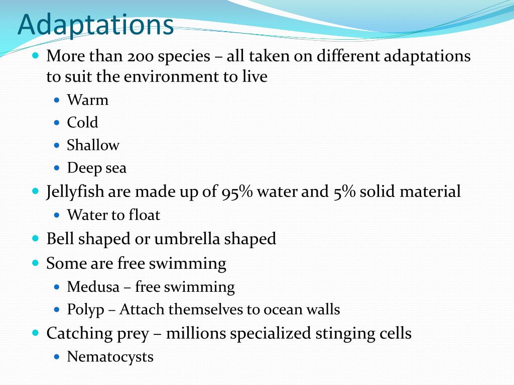 PPT Jellyfish PowerPoint Presentation, free download ID2452387