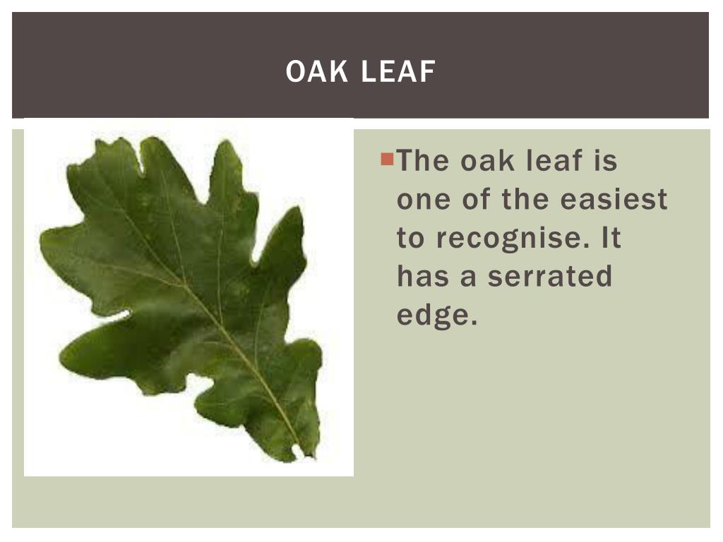 PPT The Oak Tree Ecosystem PowerPoint Presentation, free download