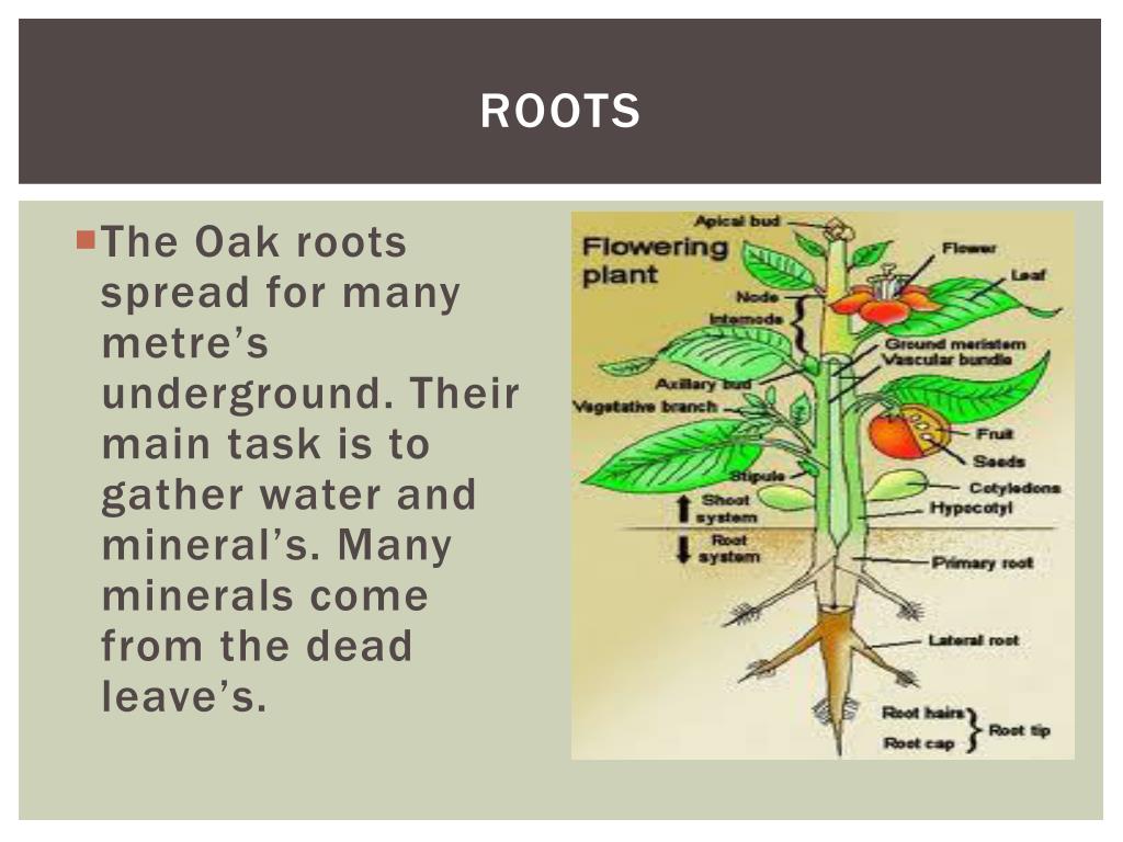 PPT The Oak Tree Ecosystem PowerPoint Presentation, free download ID2455485