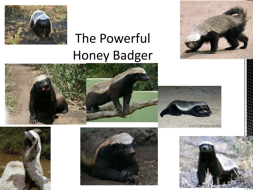 PPT The Powerful Honey Badger PowerPoint Presentation, free download