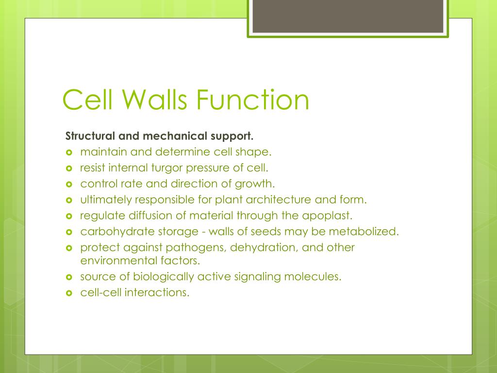 PPT The Cell Wall PowerPoint Presentation, free download ID2457361