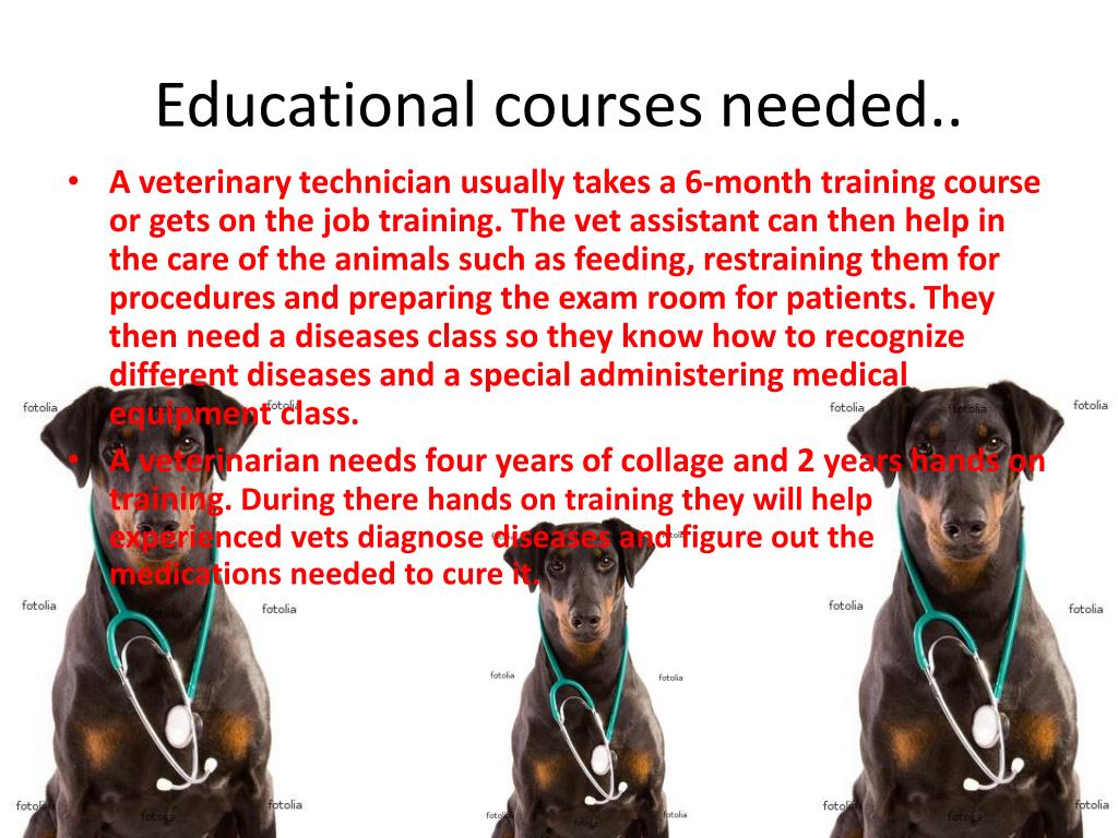 PPT Veterinary Technician/Veterinarian PowerPoint Presentation, free