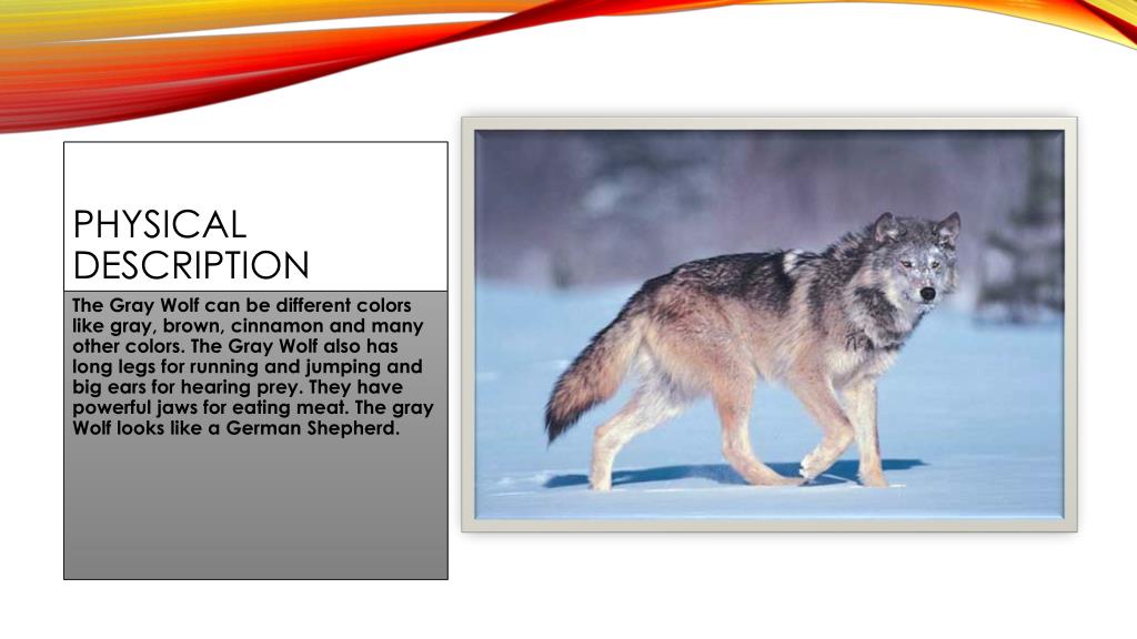 PPT The Gray Wolf PowerPoint Presentation, free download ID2460042