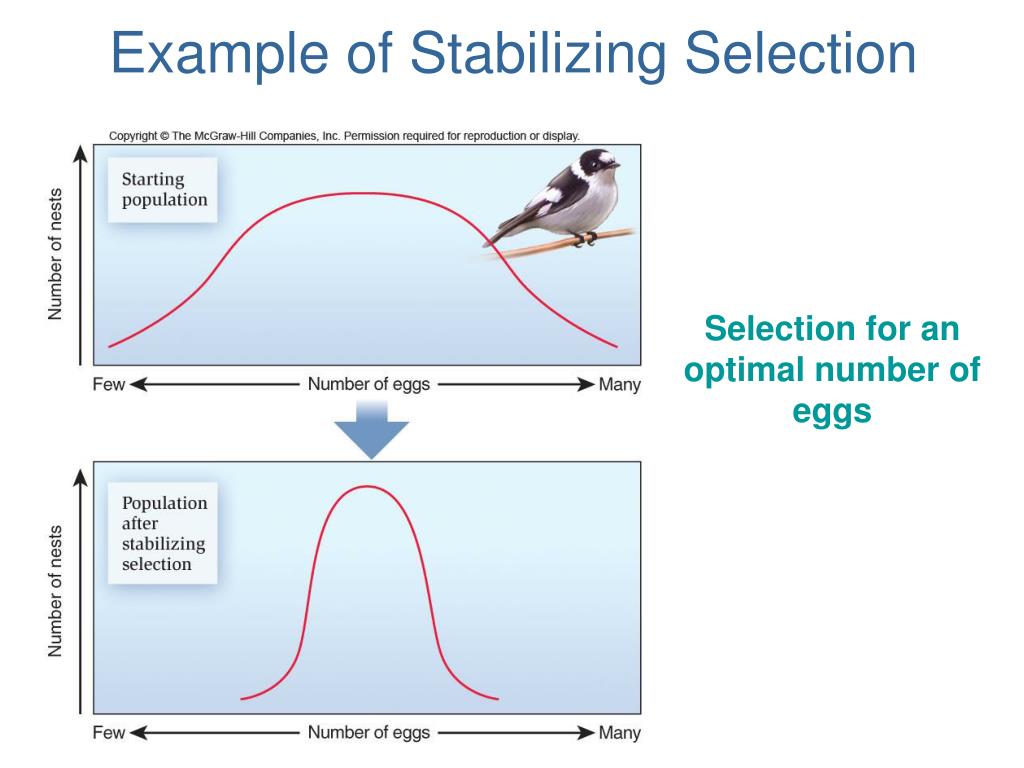 PPT Natural Selection PowerPoint Presentation, free download ID2461032
