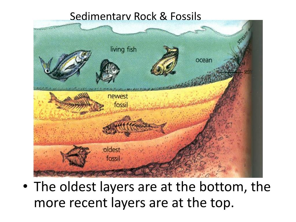 Fossils In Sedimentary Rocks Images at Curtis Sylvester blog