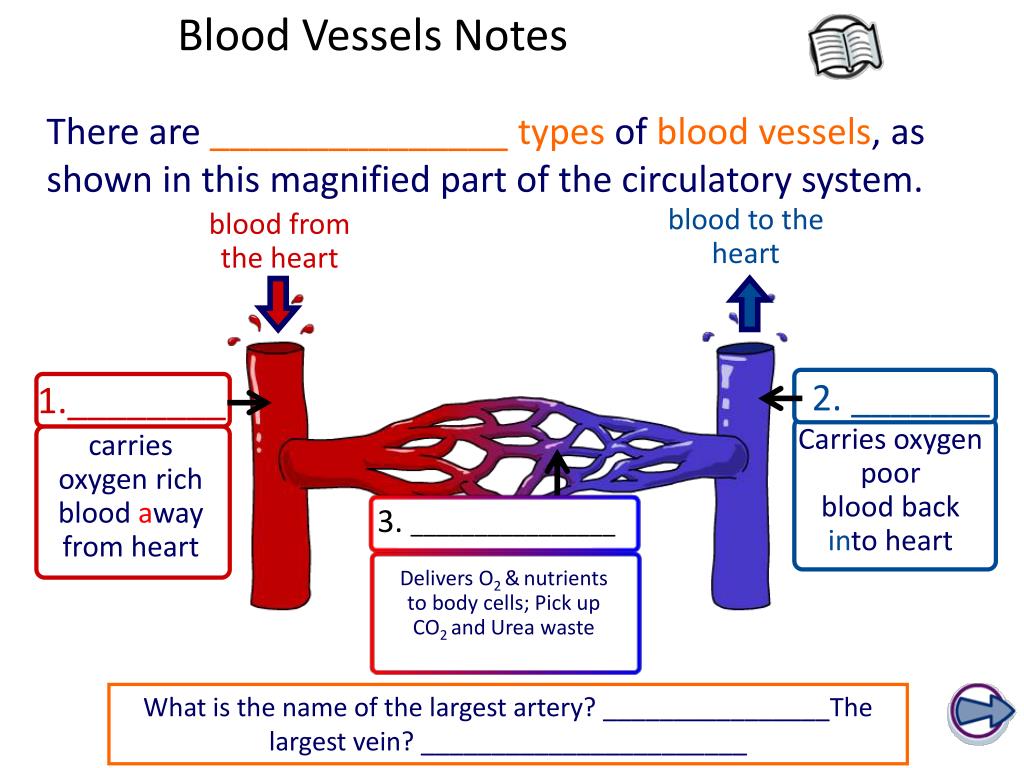 PPT carries oxygen rich blood a way from heart PowerPoint