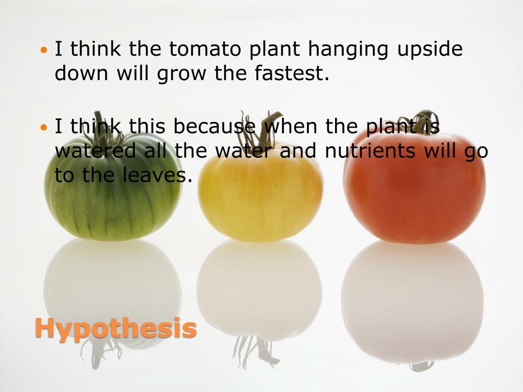 PPT Tomato Plant experiment PowerPoint Presentation, free download