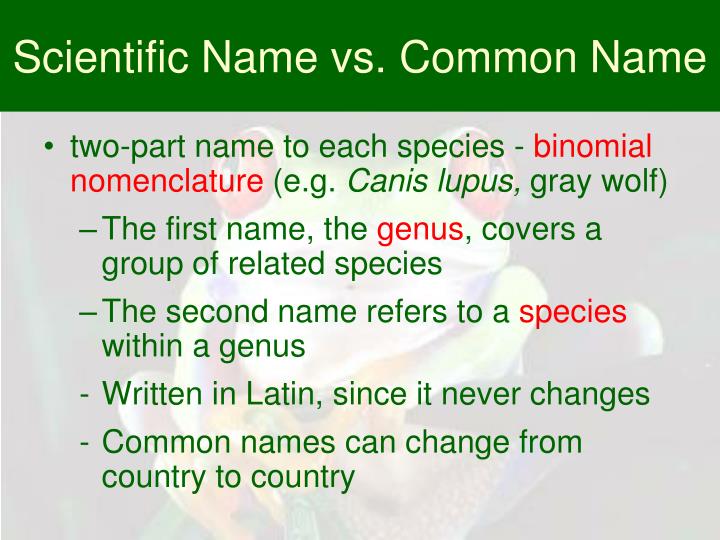 PPT Classifying Organisms PowerPoint Presentation ID