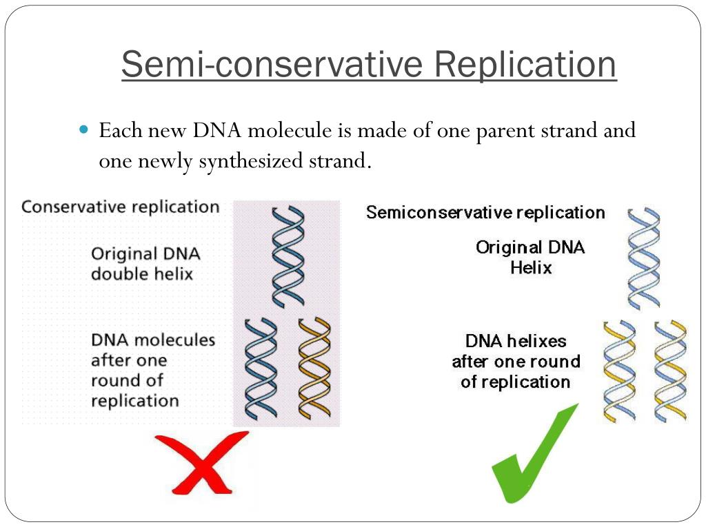 PPT DNA Replication PowerPoint Presentation, free download ID2469418