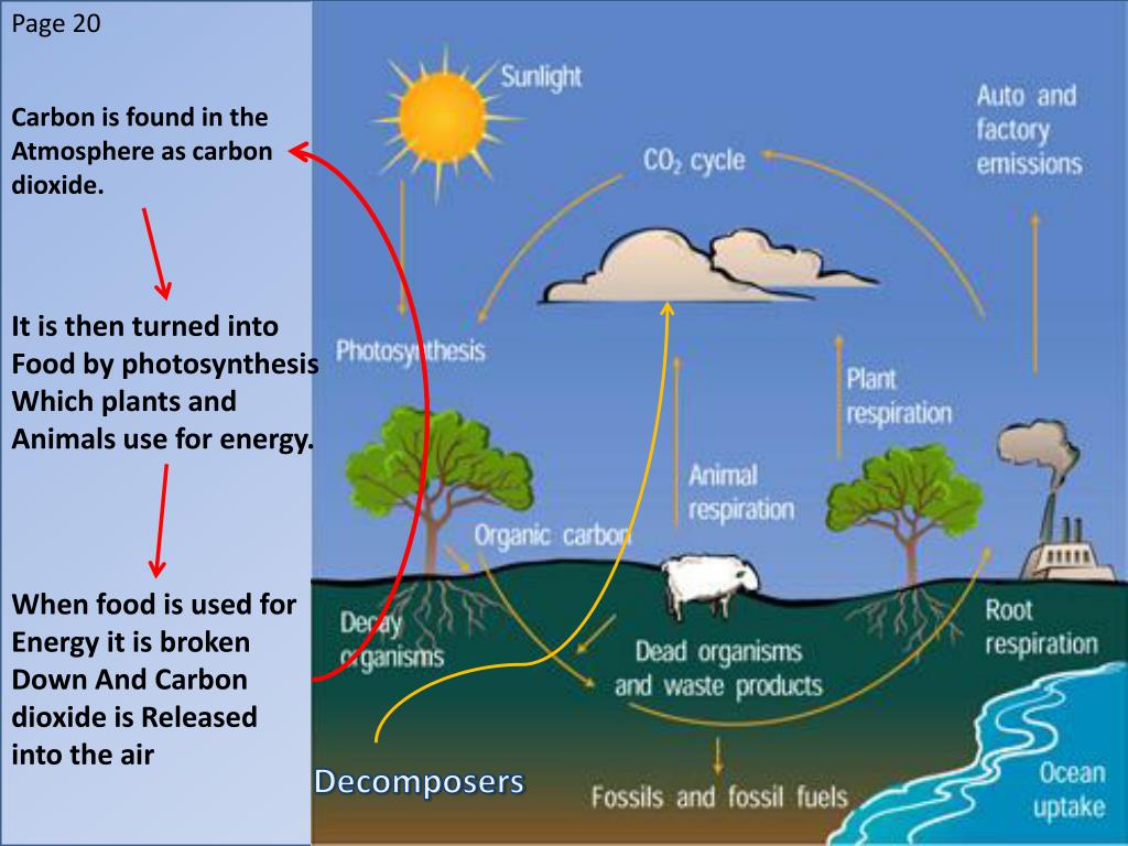 PPT Oxygen Cycle PowerPoint Presentation, free download ID2472625