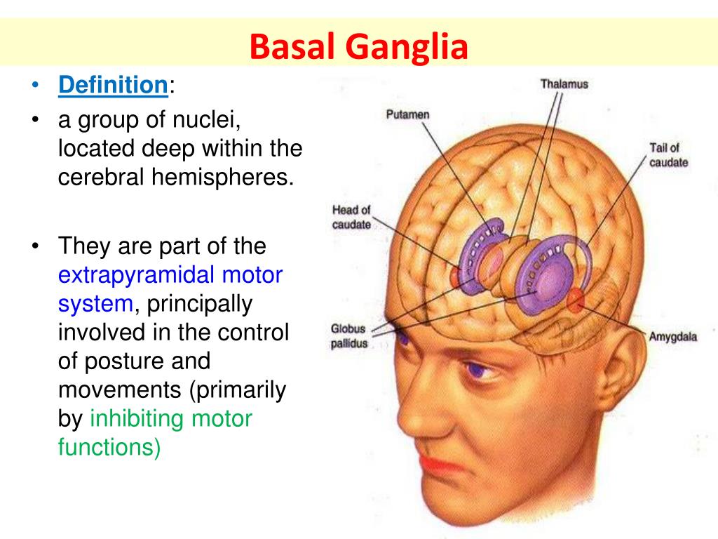 PPT Basal Ganglia PowerPoint Presentation, free download ID2474129