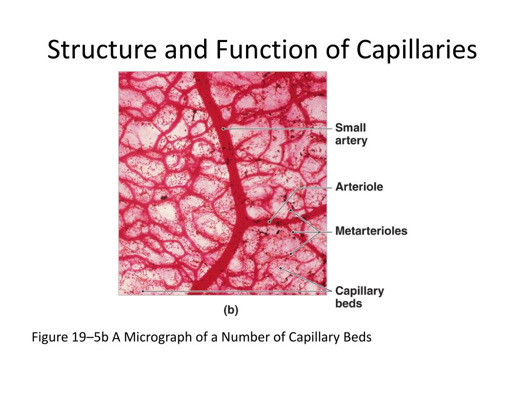PPT C h a p t e r 19 Blood Vessels and Circulation PowerPoint