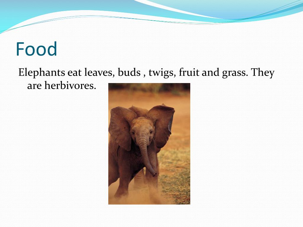 PPT Elephants (scientific name) Loxodonta Africana PowerPoint Presentation ID2478499