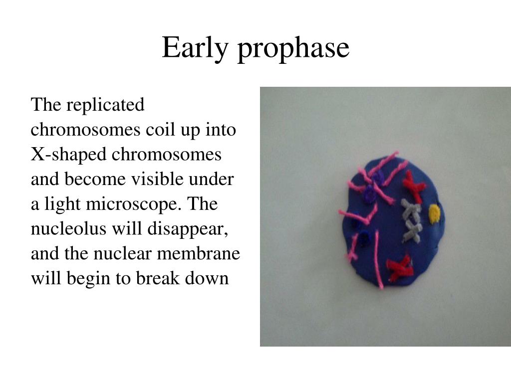 PPT Early prophase PowerPoint Presentation, free download ID2479737
