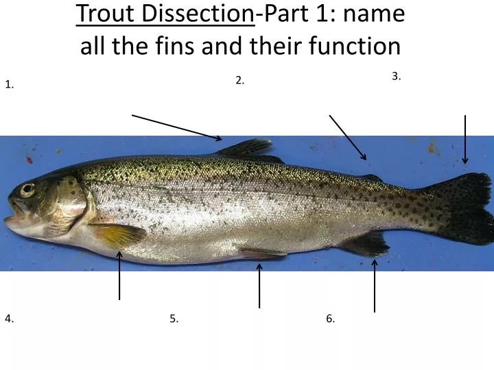 PPT Trout Dissection Part 1 name all the fins and their function