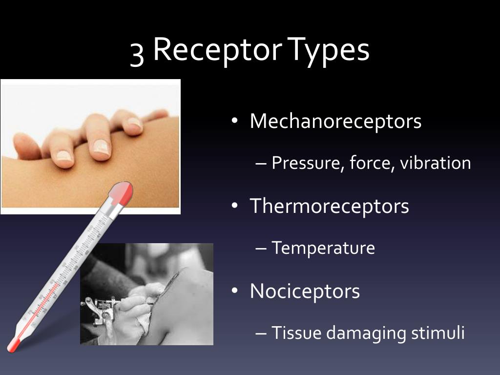 PPT Human Touch and Pain Receptors PowerPoint