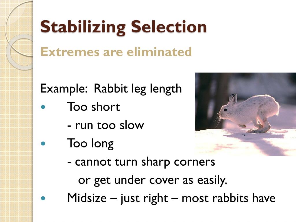 PPT Modes of Natural Selection PowerPoint Presentation, free download ID2488214