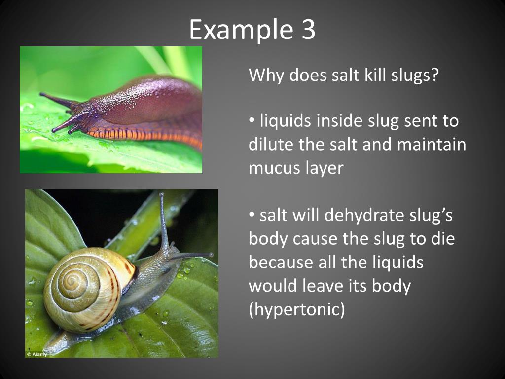 PPT Real World Examples of Osmosis PowerPoint PPT Real World Examples of Osmosis PowerPoint