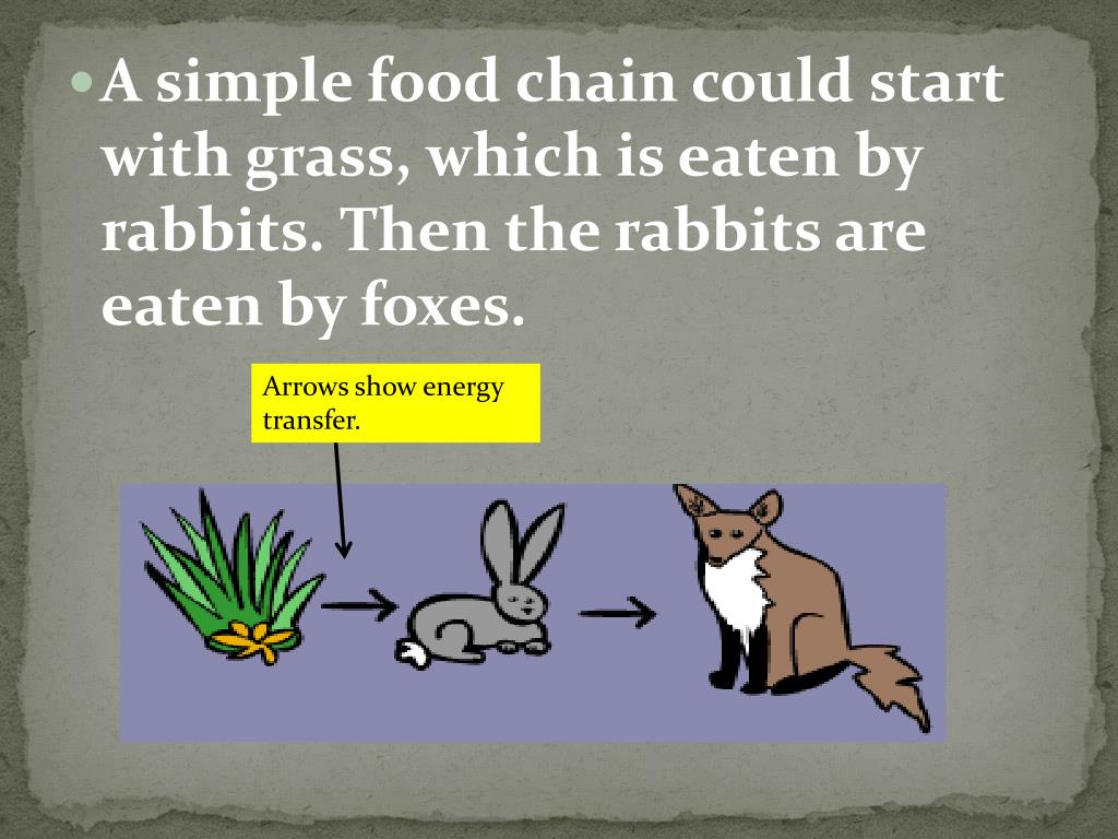 PPT The Food Chain PowerPoint Presentation, free download ID2493381