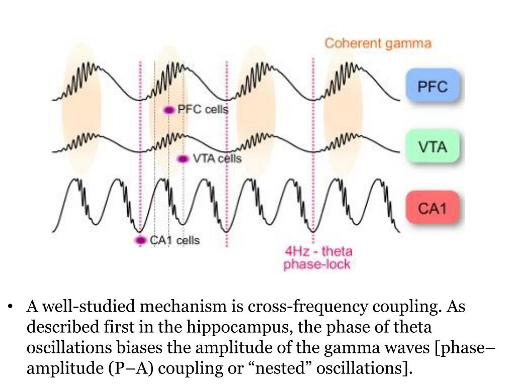 PPT CrossFrequency PhasePhase Coupling between Theta and Gamma
