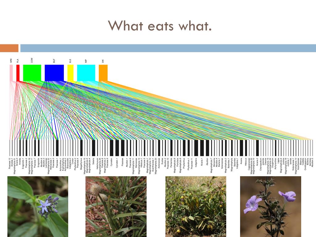 PPT What Do cattle and wildlife eat? PowerPoint Presentation, free