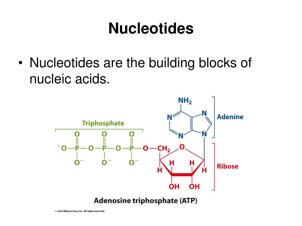PPT Chapter 1 The Chemical Basis of Life PowerPoint Presentation