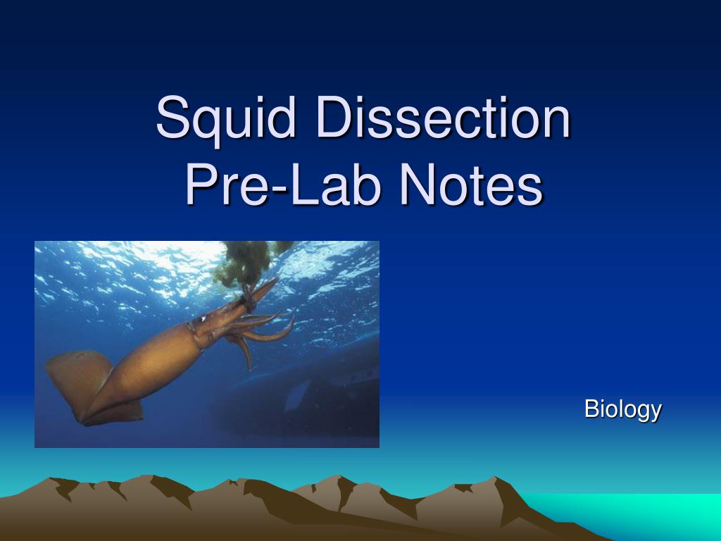 PPT Squid Dissection PreLab Notes PowerPoint Presentation, free