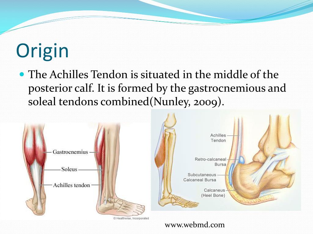 PPT Anatomy of the Achilles Tendon and Examination Technique