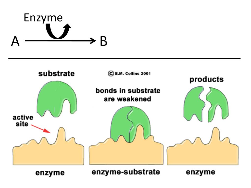 PPT Enzymes PowerPoint Presentation, free download ID2497328