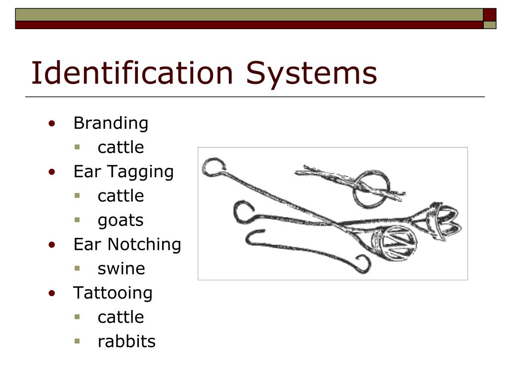 PPT Animal Identification Systems PowerPoint Presentation, free