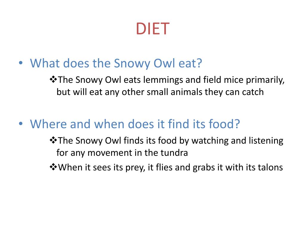 PPT SNOWY OWL PowerPoint Presentation, free download ID2500545