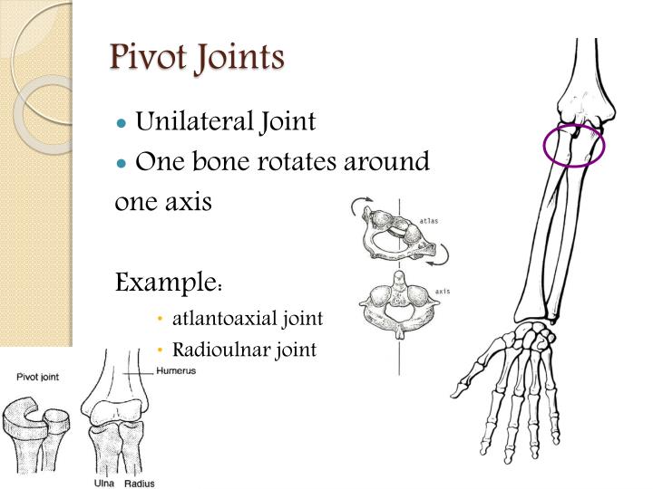 PPT Joints of the human body PowerPoint Presentation ID2504134